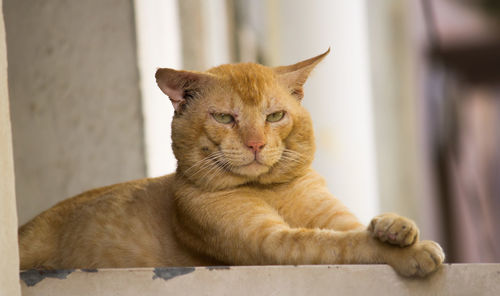 Close-up of a cat resting