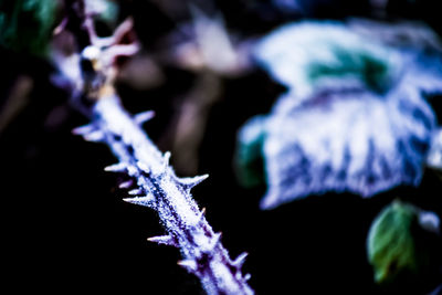 Close-up of snow on plant