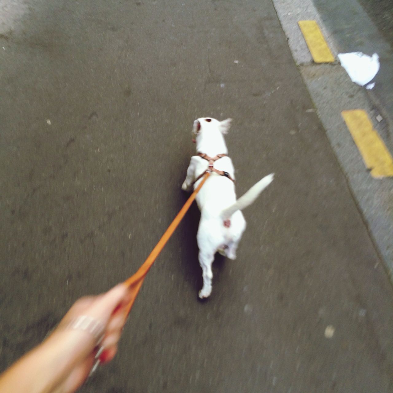 animal themes, domestic animals, pets, one animal, dog, high angle view, white color, mammal, street, day, outdoors, one person, white, full length, water, shadow, standing, walking, bird, two animals