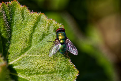 Close-up of insect on leaf