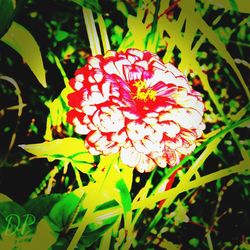 Close-up of red flowers blooming outdoors