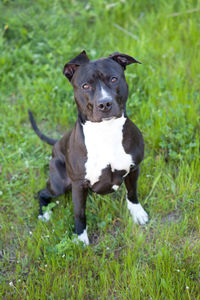 Portrait of a dog on field