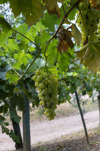 Tree growing in vineyard