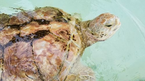 Close-up of turtle in sea