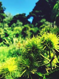 Close-up of fresh green plants against sky