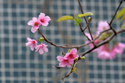 Close-up of pink cherry blossoms in spring