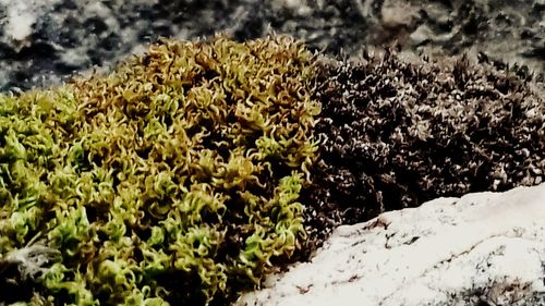 High angle view of flowering plants on field
