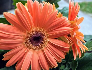 Close-up of orange flower