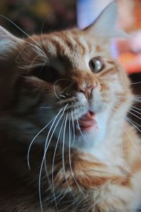 Funny orange tabby cat