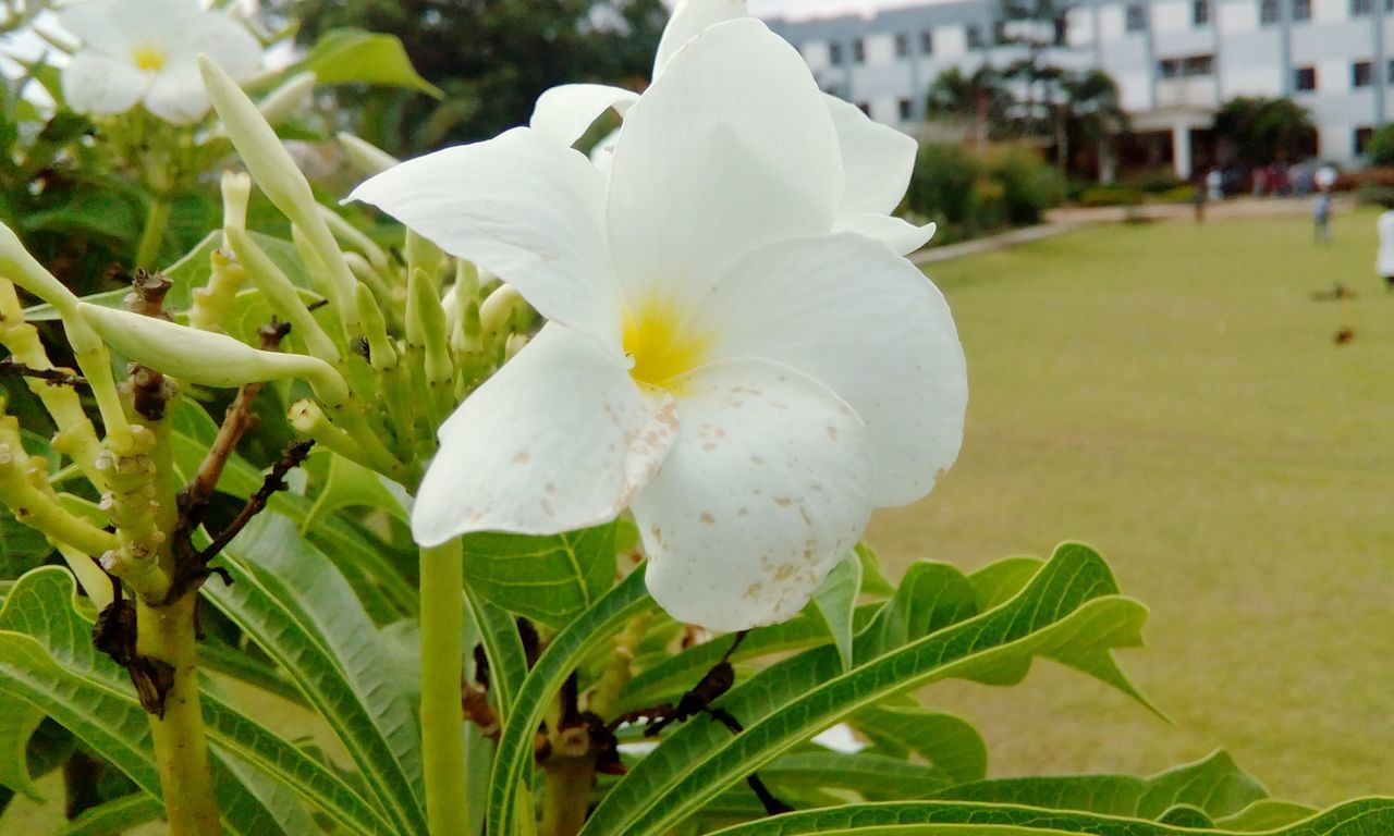 CLOSE-UP OF WHITE FLOWERS BLOOMING