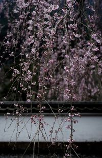 Close-up of pink flowers on tree