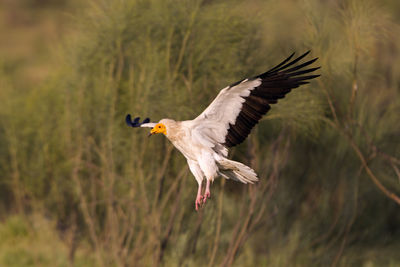 Bird flying in a sunlight