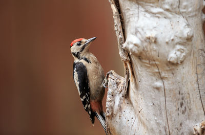 Close-up of bird perching on tree trunk