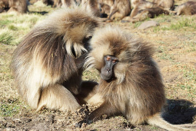 Close-up of monkey