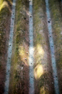 Close-up of moss on water