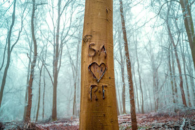 Bare trees in forest