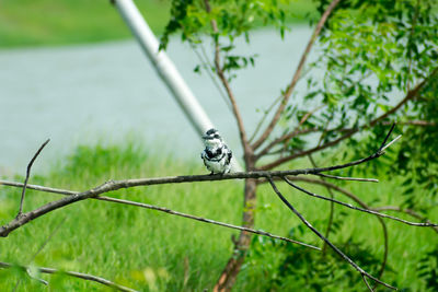 Pied kingfisher bird ceryle rudis, white black plumage crest and large beak spotted on tree branch