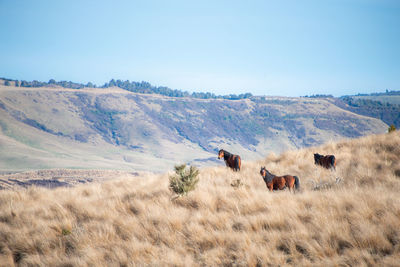 Horses in a field