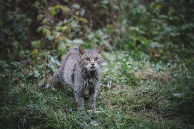 Portrait of cat on grass