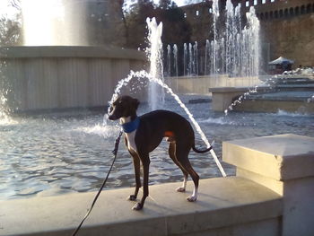 Dog in park