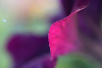 Close-up of flower blooming outdoors