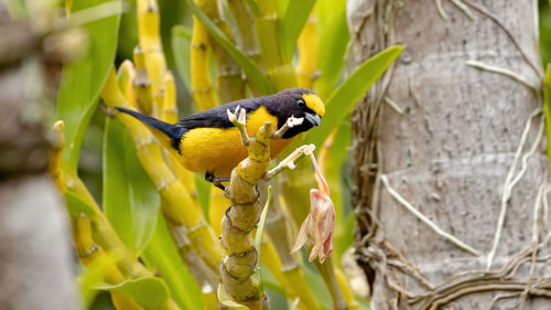 Close-up of bird perching on plant