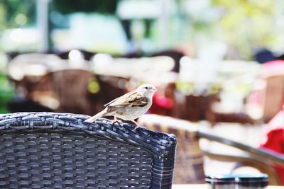 Close-up of bird perching outdoors