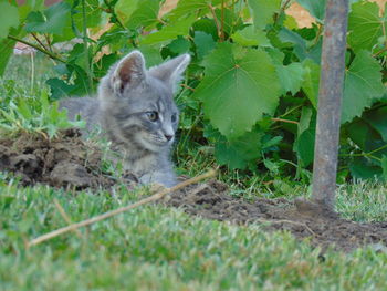 Portrait of a cat on ground