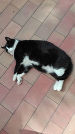 High angle view of cat resting on floor