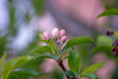 Close-up of pink flowering plant leaves crab apple blossom 