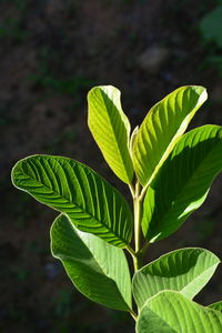 Close-up of green leaves on plant