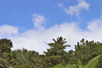 Low angle view of trees against sky