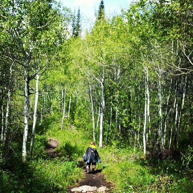 tree, forest, men, rear view, leisure activity, growth, dog, lifestyles, nature, full length, person, tranquility, mammal, green color, beauty in nature, walking, domestic animals, tranquil scene