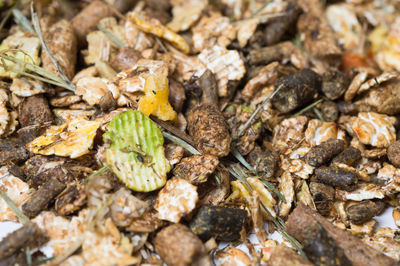 Full frame shot of dry leaves