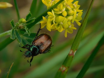 Close-up of insect on yellow flower