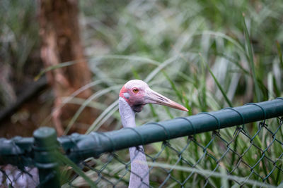 Close-up of bird perching on metal fence