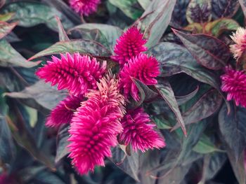 Close-up of pink flowering plants