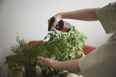 Woman spraying tomato seedlings