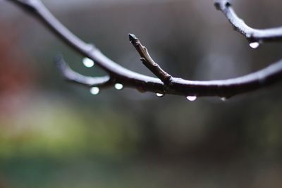 Close-up of water drops on twig