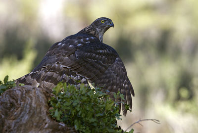 Close-up of bird perching on a tree