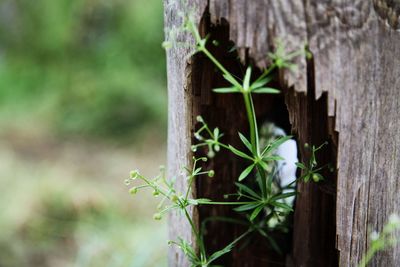 Close-up of plant growing outdoors