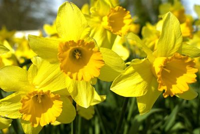 Close-up of yellow flowers blooming outdoors