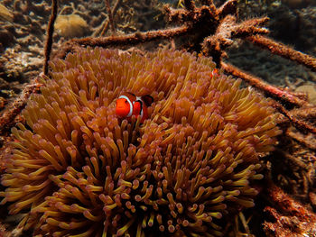 View of coral in sea