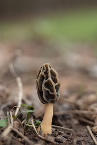 nature