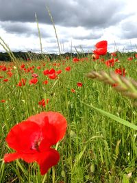 Close-up of red poppy flower in field