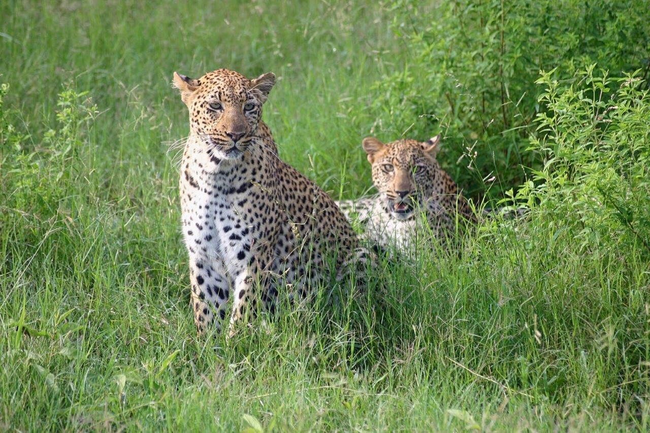 Tigers in grass