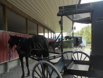 Horse standing on cart