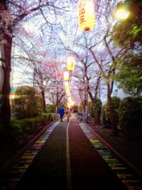 Road along trees