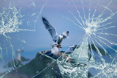 Low angle view of seagulls flying against sky