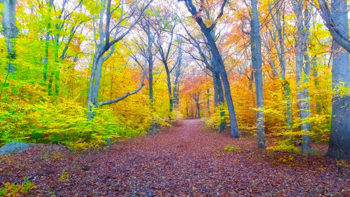 Road amidst trees during autumn